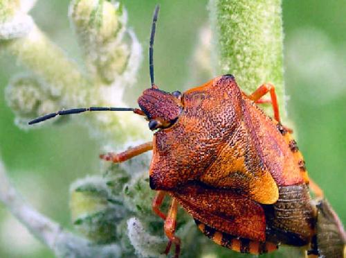 Carpocoris purpureipennis