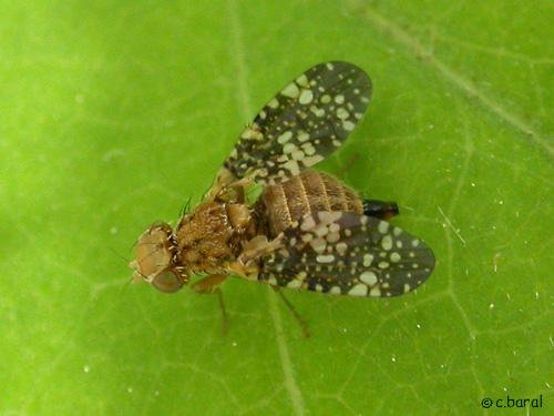 Réf. 854 : Oxyna flavipennis