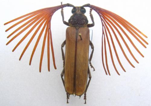Psygmatocerus wagleri