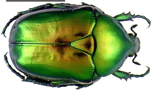 Cetonischema speciosissima