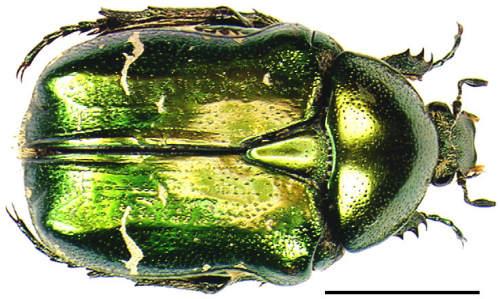 Réf. 987 : Cetonia aurata aurata
