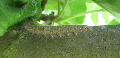 Poecilocampa populi