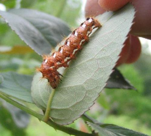 Acronicta rumicis