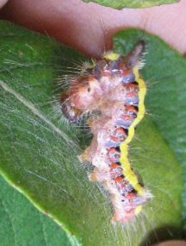 Acronicta psi