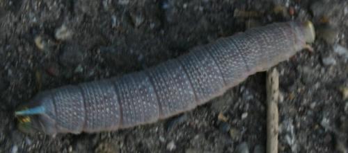 Mimas tiliae