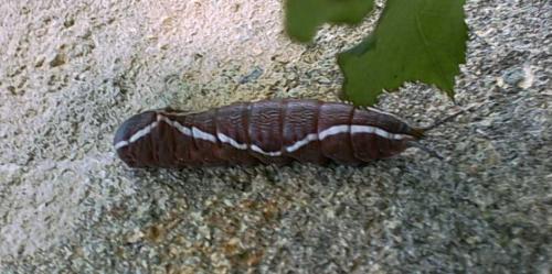 Cerura vinula