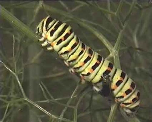 Papilio machaon