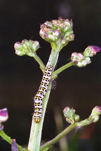 Cucullia scrophulariae