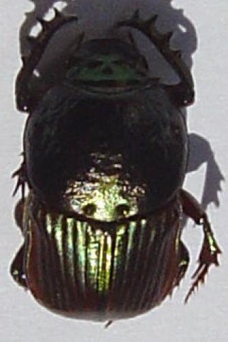 Réf. 983 : Onitis sp.