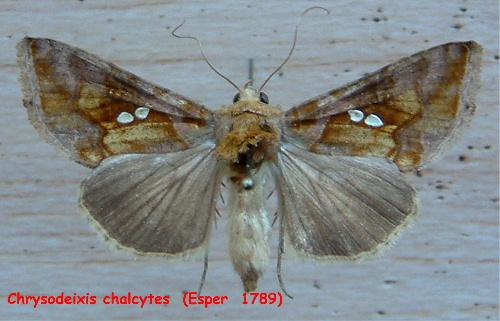 Réf. 959 : Chrysodeixis chalcites