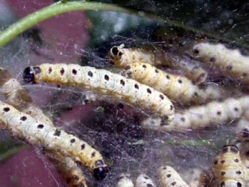 Yponomeuta sp.