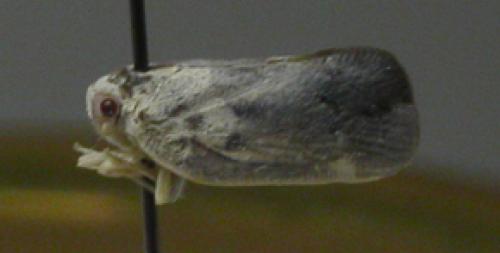 Metcalfa pruinosa