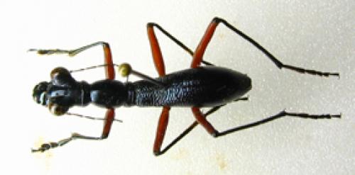 Réf. 824 : Tricondyla sp.