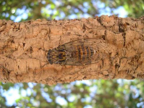 Cicada orni