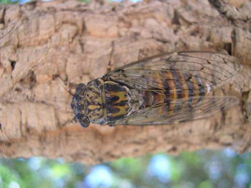 Réf. 762 : Cicada orni