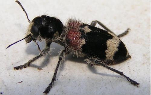 Réf. 34 : Clerus mutillarius