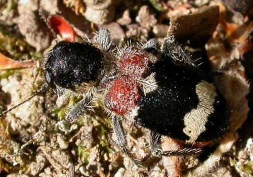 Réf. 777 : Clerus mutillarius