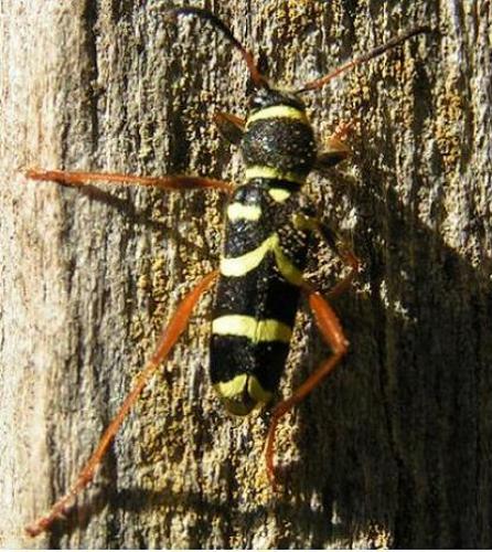 Clytus arietis