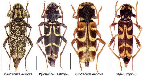 Xylotrechus divers