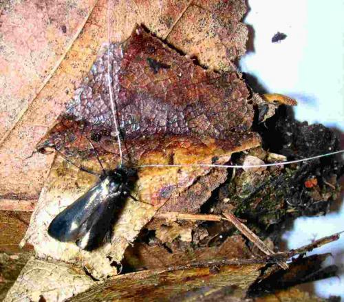 Adela reaumurella