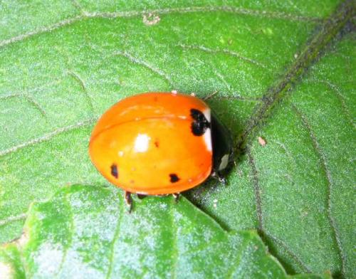 Réf. 879 : Coccinella septempunctata