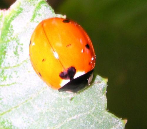 Coccinella septempunctata