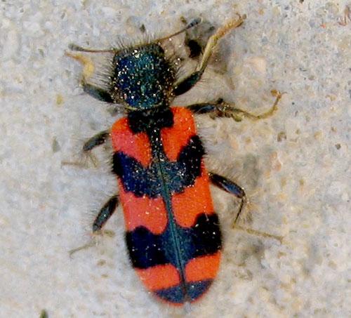 Réf. 90 : Trichodes alvearius