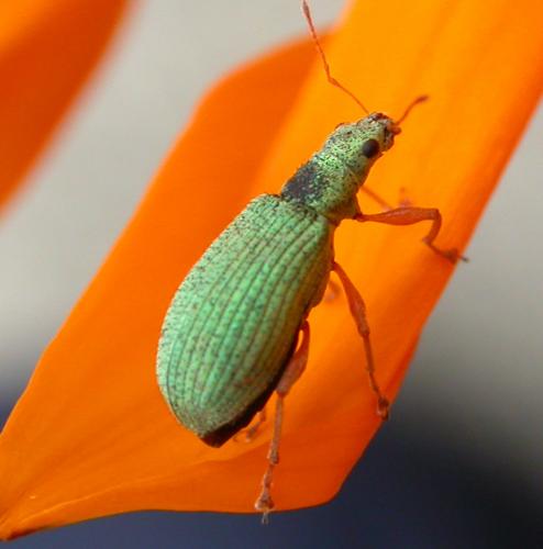 Réf. 737 : Polydrusus impressifrons