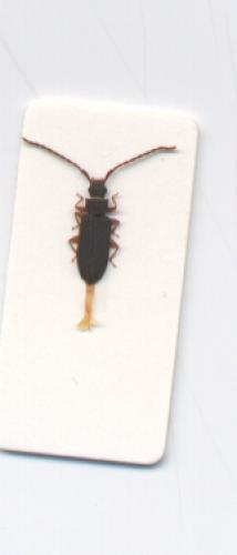 Réf. 797 : Uleiota planatus