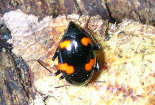 Réf. 27 : Scaphidium quadrimaculatum