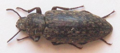 Imatismus villosus
