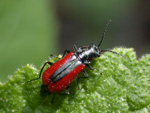 Malachius aeneus