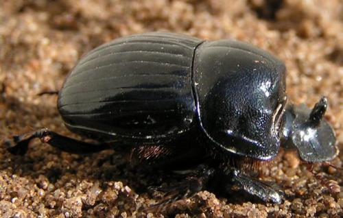 Copris lunaris