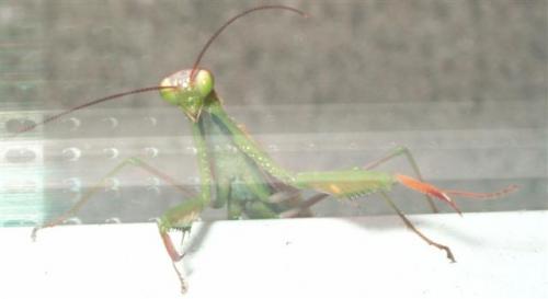 Mantis religiosa