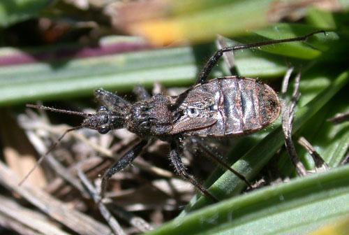 Réf. 888 : Coranus subapterus