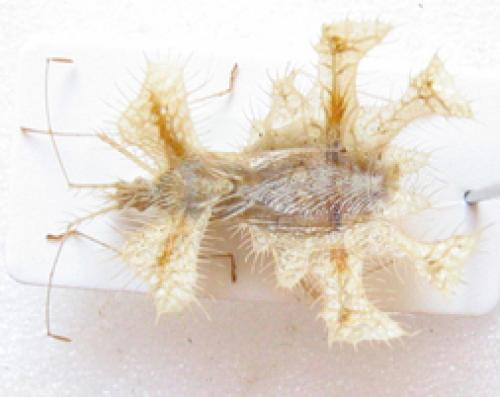 Pephricus sp.