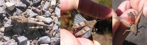 Oedipoda sp.