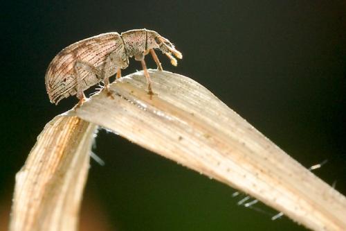 Réf. 76 : Polydrusus tereticollis