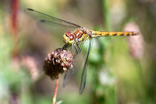 Sympetrum striolatum