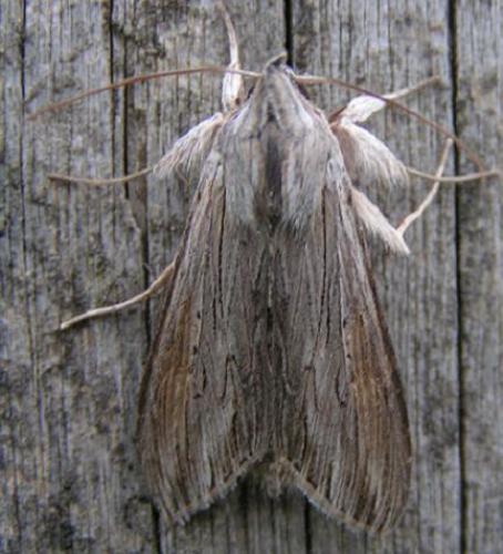 Cucullia umbratica