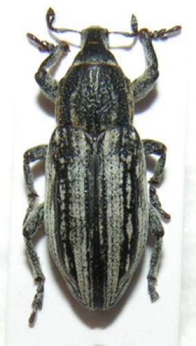 Réf. 782 : Mecaspis alternans