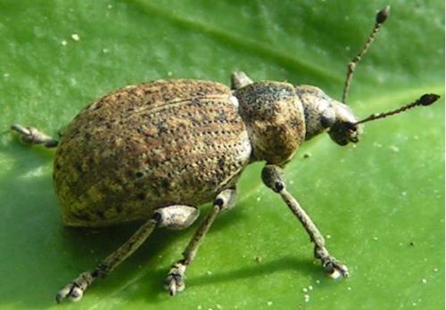 Réf. 38 : Liophloeus tessulatus
