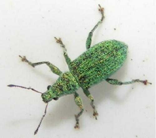 Polydrusus planifrons