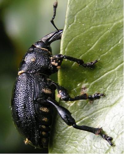 Réf. 36 : Liparus coronatus