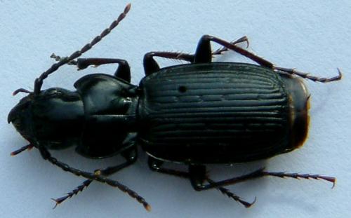 Réf. 881 : Pterostichus truncatus