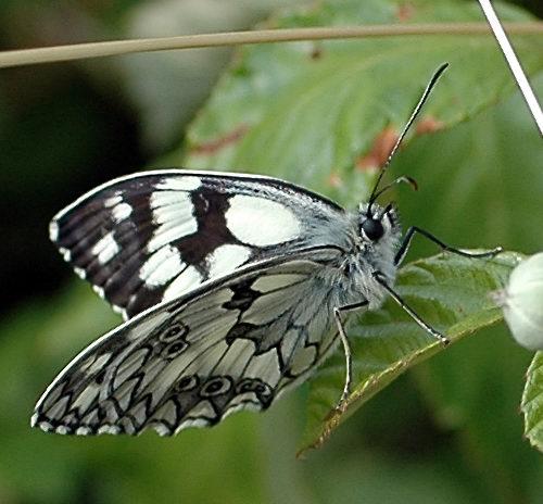 Melanargia galathea