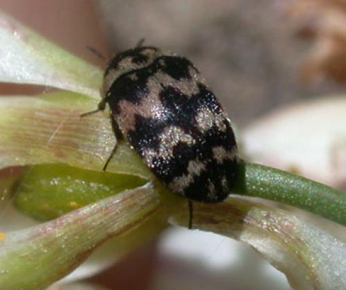 Attagenus trifasciatus