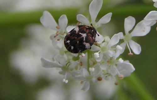 Réf. 162 : Anthrenus sp.