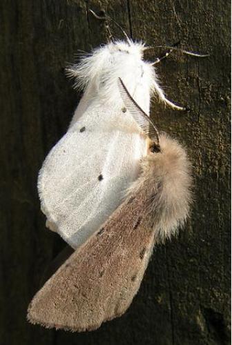Diaphora mendica