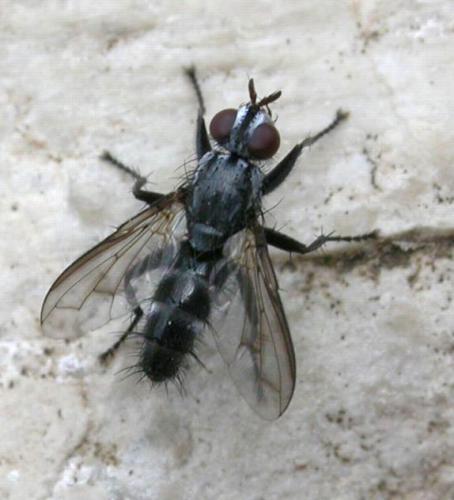 Stevenia sp.